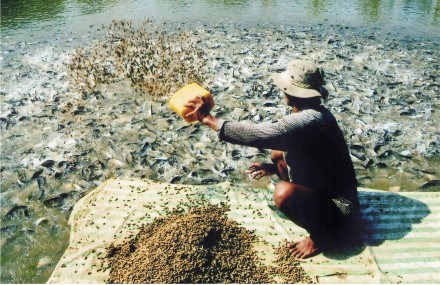 Ồ ạt nuôi cá tra để bán cho thương lái Trung Quốc: Tỉnh táo tránh “bẫy” cầu ảo