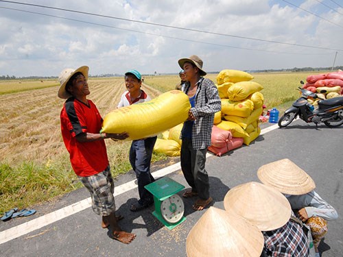 Hành trình thu mua nông sản Việt của thương lái Trung Quốc