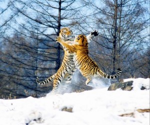 Siberian-Tiger