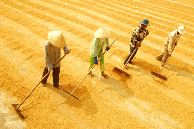Sản lượng gạo toàn cầu niên vụ 2015 - 2016 dự báo giảm 1%