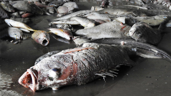 Lập Hội đồng KH&CN cấp quốc gia tìm nguyên nhân cá chết