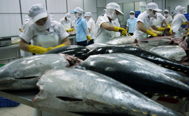 Xuất khẩu cá ngừ sang Ai Cập liên tục tăng