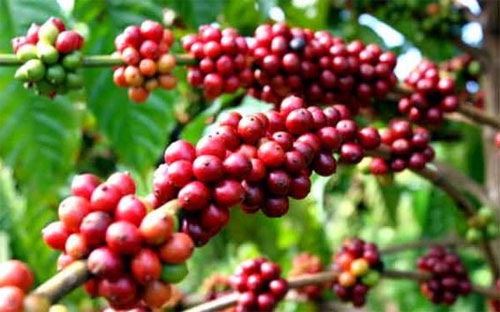 Giá cà phê trong nước tăng 600 nghìn đồng/tấn ngày 6/10
