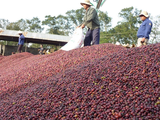 Xuất khẩu cà phê của Việt Nam những tháng cuối năm không khả quan