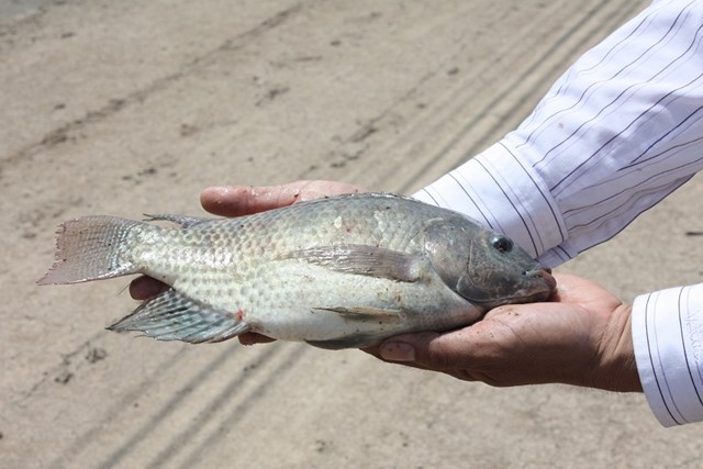 Cá rô phi Việt Nam xuất vào Úc bị phát hiện có chất cấm