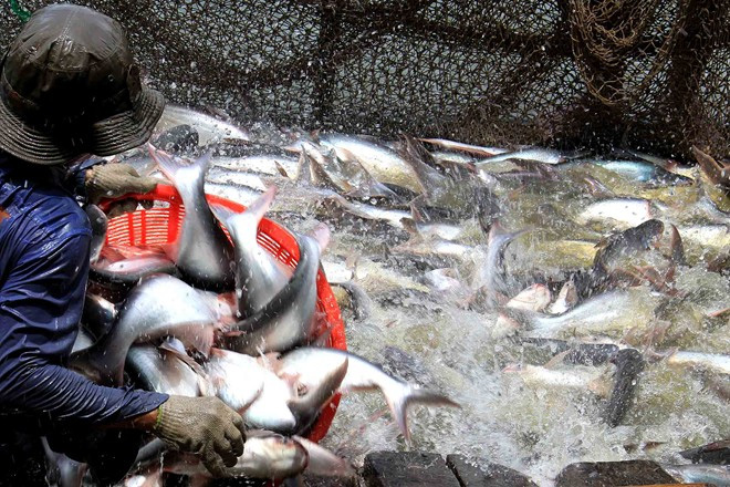 Mỹ siết cá tra: Nếu ảnh hưởng, Việt Nam có thể kiện