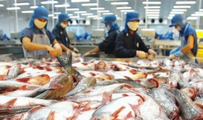 Mỹ thất hứa, cá da trơn Việt Nam bị “phục kích thương mại”