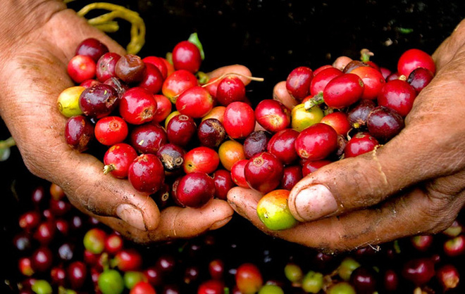 Xuất khẩu nhiều thứ 2 thế giới những vẫn thiếu bản sắc, cà phê Việt đang thua đau