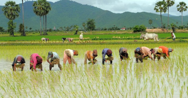 Điều gì khiến Campuchia từ quốc gia đói nghèo, sau 10 năm có gạo xuất khẩu tới 63 thị trường, thu nhập người nông dân tăng 100% chỉ nhờ trồng lúa? - Ảnh 1.