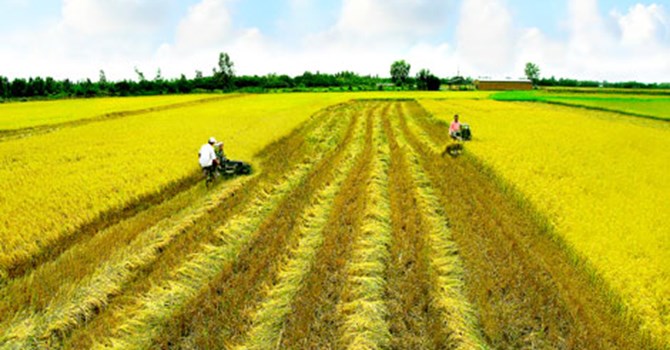Trung Quốc thâu tóm đất nông nghiệp: Nỗi đau không riêng ai