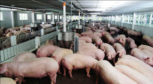 Thịt lợn rẻ hơn rau, Bộ Nông nghiệp 'cầu cứu' Thủ tướng