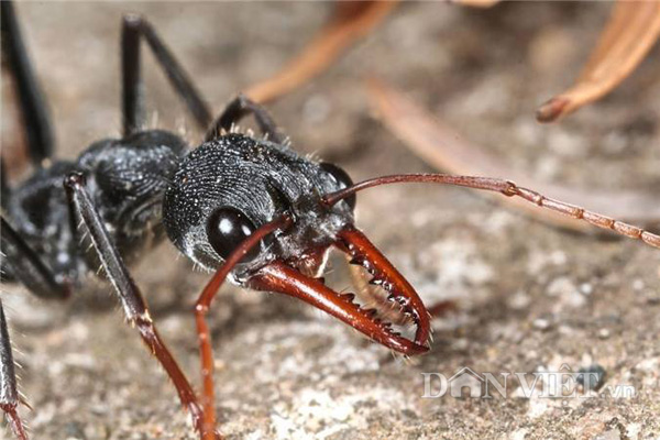 Chơi kiến kiểng độc - mô hình có một không hai ở Việt Nam