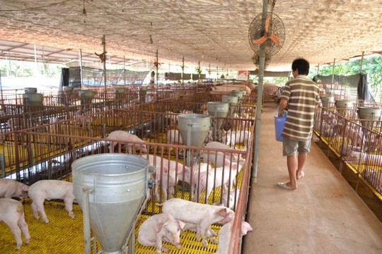 Đến khi nào Việt Nam mới xuất khẩu được thịt?