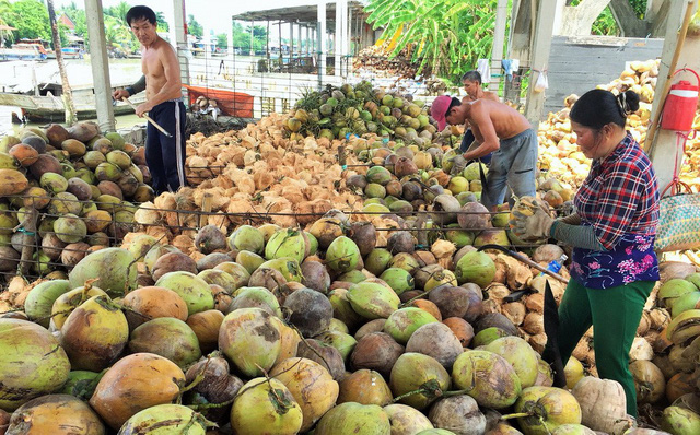 Trung Quốc ngưng mua, giá dừa từ 175.000 đồng còn 40.000/chục