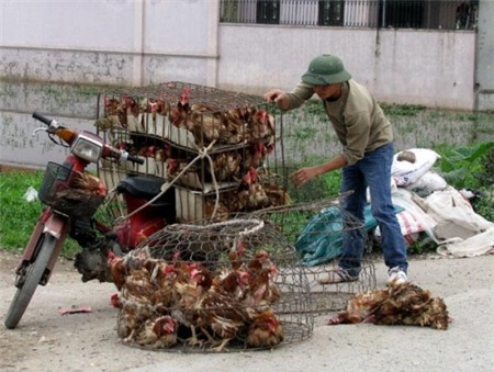 Nhập gà TQ: Nguy cơ dân ăn thịt 'rác', người nuôi mất nghiệp