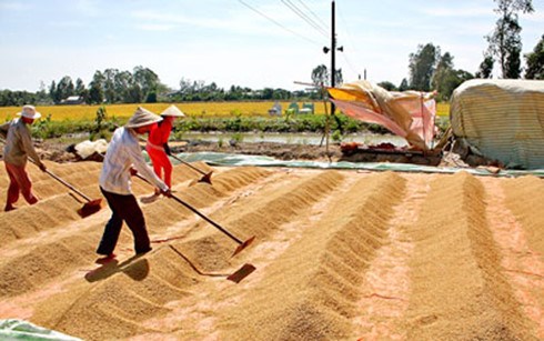 Gạo Việt: Hãy loại bỏ rào cản chính sách, đừng sợ Thái Lan xả kho