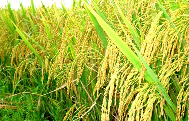 Giá gạo Thái Lan cao nhất 20 tháng, gạo Việt Nam giảm