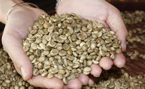 Giao dịch cà phê trầm lắng trước kỳ vọng được mùa giảm giá