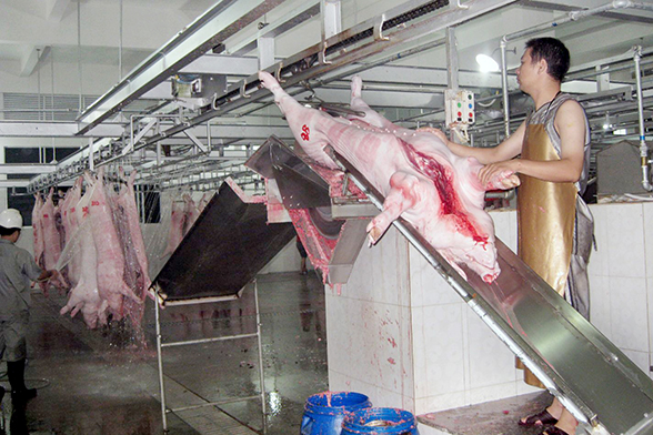 Lò mổ công nghiệp “chết yểu”: “Thịt bẩn” còn đất sống