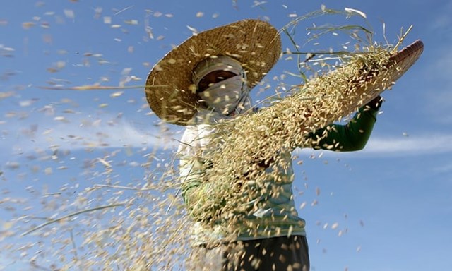 Rủi ro khủng hoảng ngành gạo vì biến đổi khí hậu gia tăng