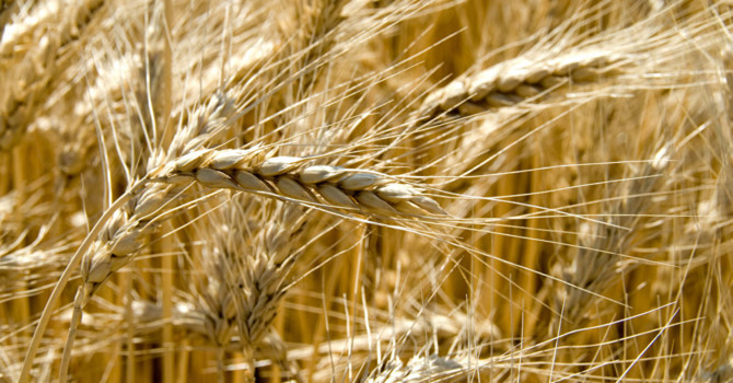 Châu Á sẽ ngày càng phụ thuộc vào lúa mì Nga?