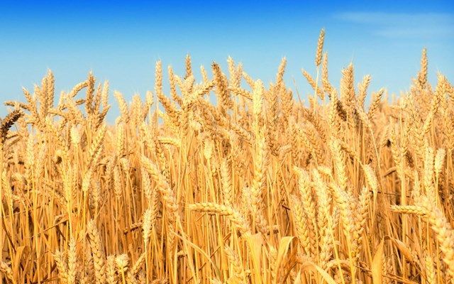 Nhập khẩu lúa mì giảm tháng thứ hai liên tiếp