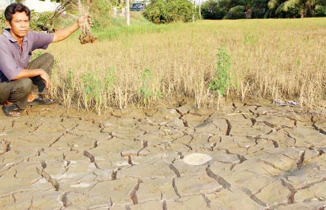 Châu Á mất mùa lúa gạo, an ninh lương thực bị đe dọa