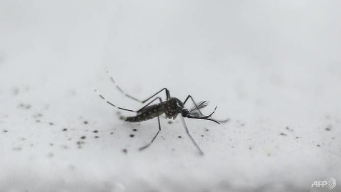 Anh: Nghiên cứu dùng virút Zika trị tế bào u não