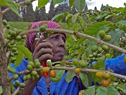 Bộ máy quan liêu đã nhấn chìm ngành cà phê Kenya như thế nào?