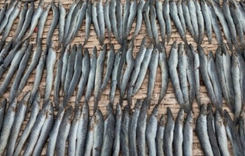 Nông dân trở thành tỷ phú nhờ bán cá giống và làm khô cá