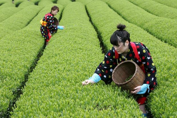 Bài học từ bảo hộ nông nghiệp ở Nhật Bản trong thời kỳ hội nhập kinh tế quốc tế