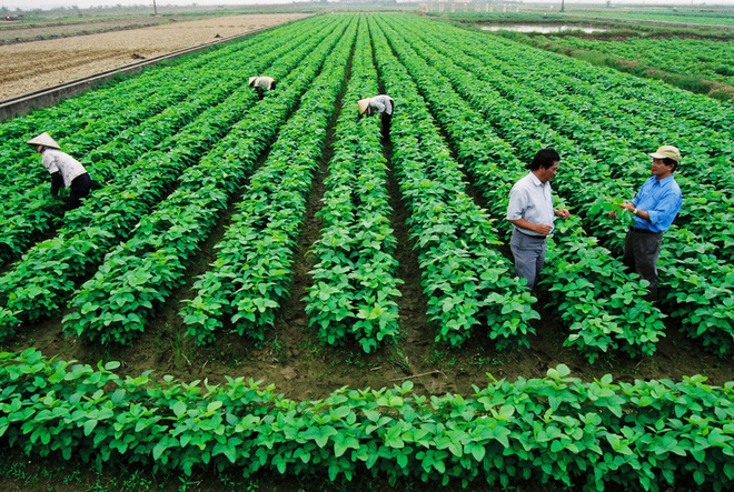 Doanh nghiệp đầu tư sản xuất nông nghiệp - Xu hướng đầu tư mới