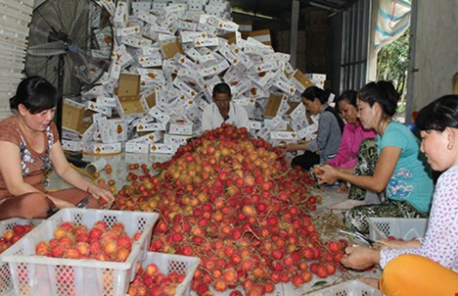 Truyền thông đã ‘giết’ nông sản Việt?