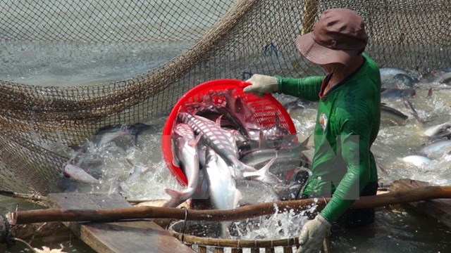 Gỡ “gánh nặng” cho doanh nghiệp, người nuôi cá tra xuất khẩu