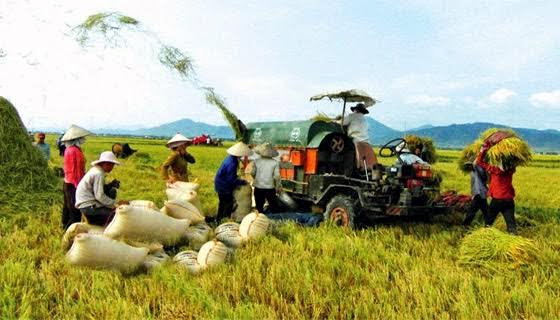Rau quả Việt Nam gặp hạn vì Trung Quốc