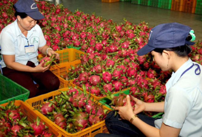 Nông sản Việt trong TPP: Thử xem xét từng nước đối thủ