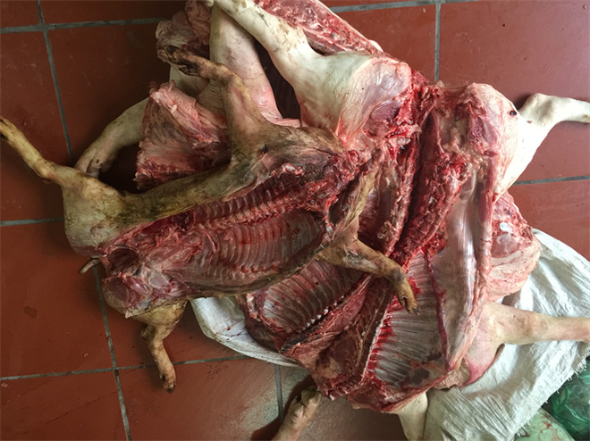 Hàng tấn thịt lợn ốm chết tuồn vào chợ Phùng Khoang