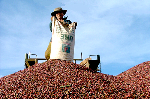 Sản lượng cà phê Việt Nam có thể đạt kỷ lục trong niên vụ 2017 - 2018