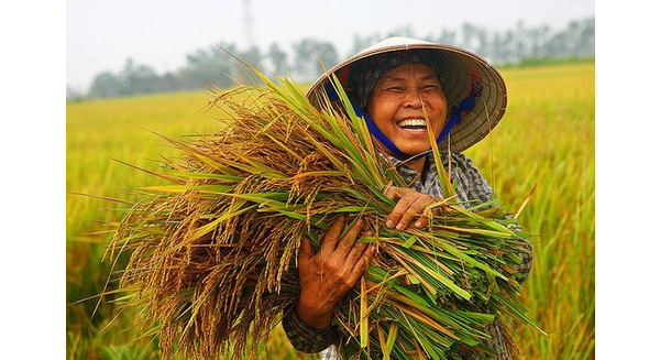 Giá lúa gạo tại Đồng bằng sông Cửu Long liên tục giảm mạnh