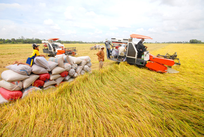 Vì sao xuất khẩu gạo sang Trung Quốc giảm mạnh?
