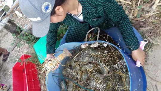 Tôm hùm, cá chết hàng loạt ở vùng biển Phú Yên