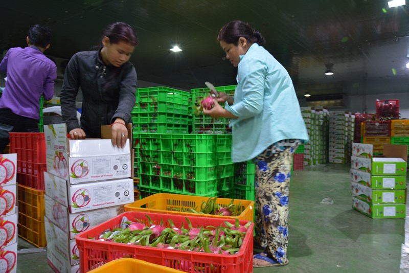 Trái cây 'nếm mật, nằm gai' mang về tỉ đô cho Việt Nam  - ảnh 2