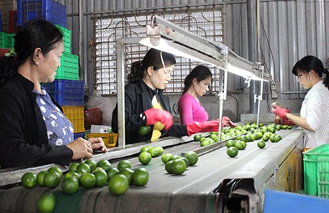 Trái cây đặc sản Việt vào Mỹ, Nhật