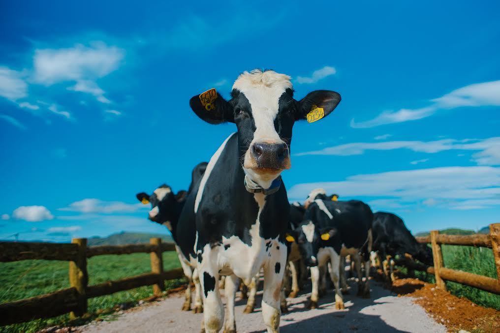 Trang trại bò sữa hữu cơ tại Việt Nam giúp người tiêu dùng Việt có thể được uống sữa hữu cơ theo xu hướng thế giới với giá cả nội địa