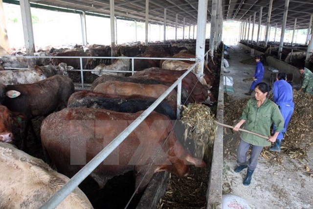Xu hướng nhập khẩu thịt bò gia tăng, tiềm ẩn nguy cơ về dịch bệnh