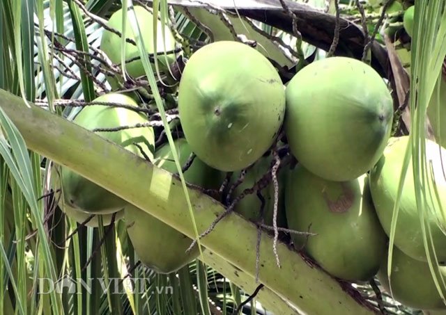 'Đút túi' trăm triệu đồng/năm từ 70 cây dừa xiêm