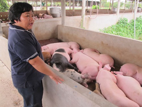 Trung Quốc dừng mua, giá lợn hơi lao dốc