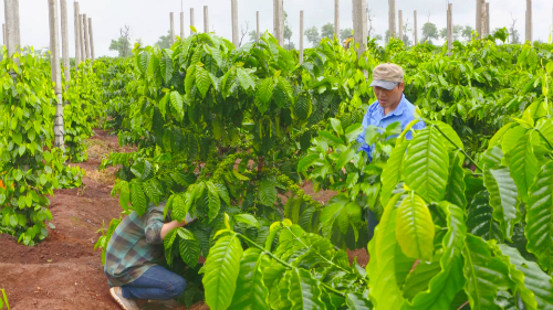 Vựa cà phê nghìn tấn trồng hữu cơ ở Gia Lai