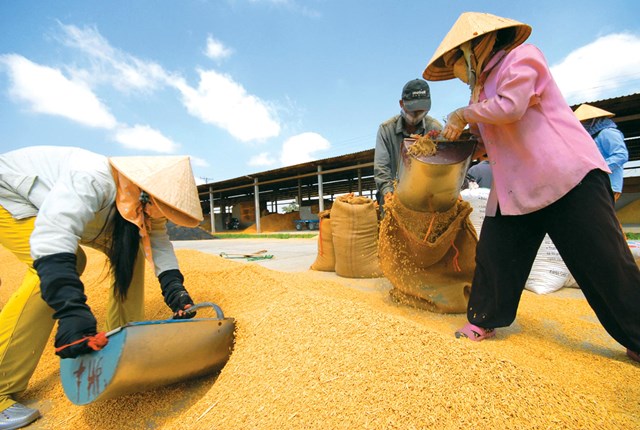 Tổng hợp thị trường lúa gạo quý III và dự báo